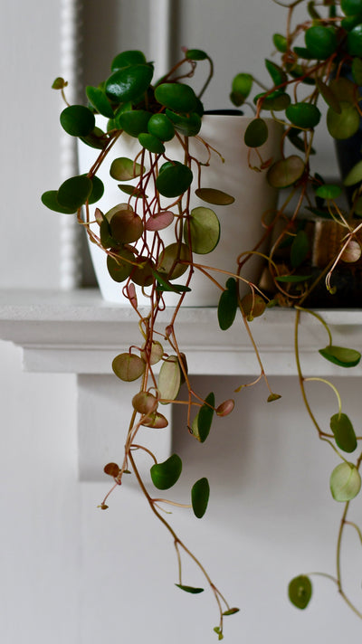 Baby Peperomia Pepperspot | String of Coins, Money Plant | Radiator Plant | Happy Houseplants