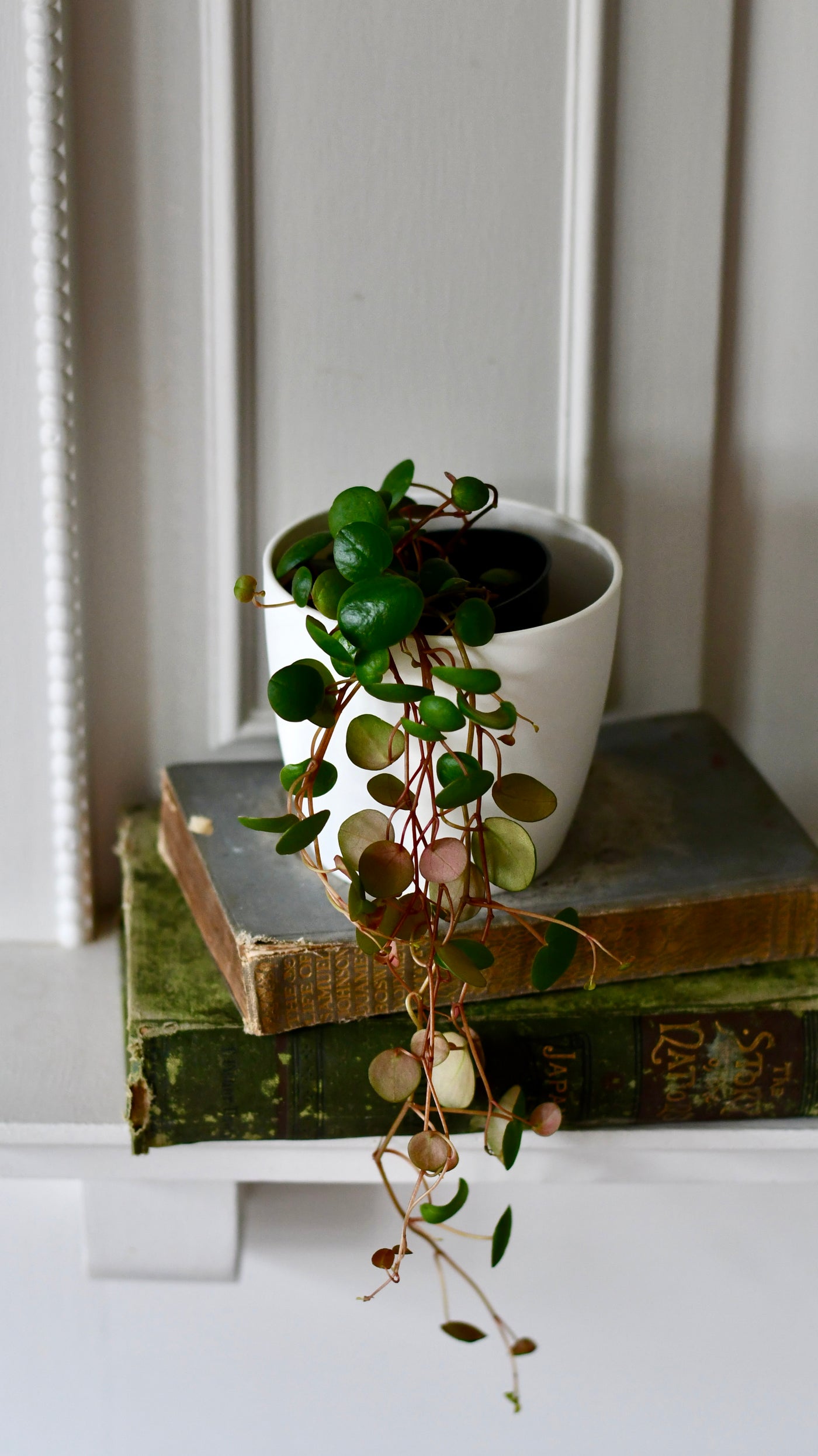 money plant peperomia Baby Peperomia Pepperspot | String of Coins, Money Plant