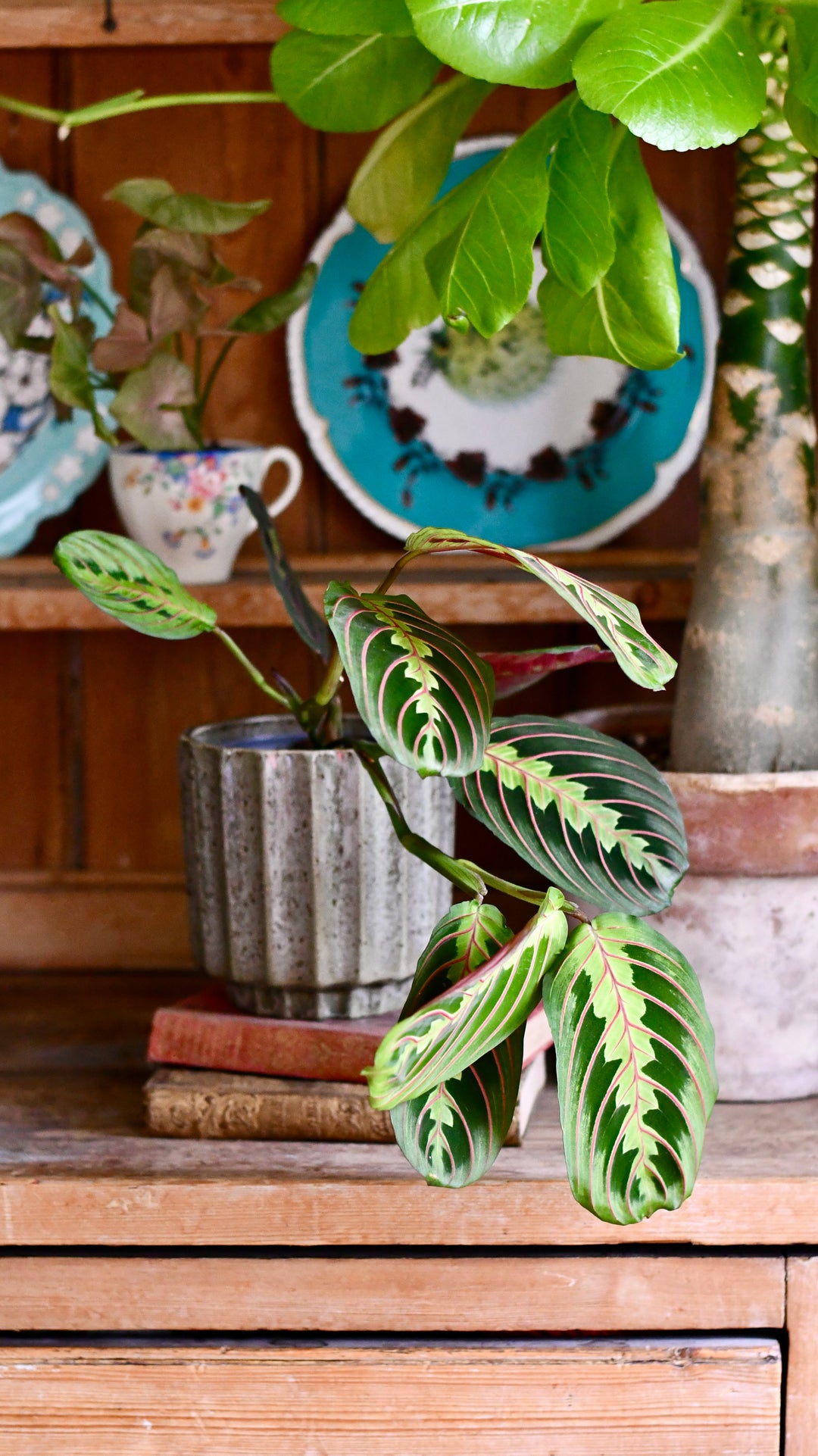 25-35cm maranta fascinator prayer plant 12cm pot house plant Maranta Fascinator