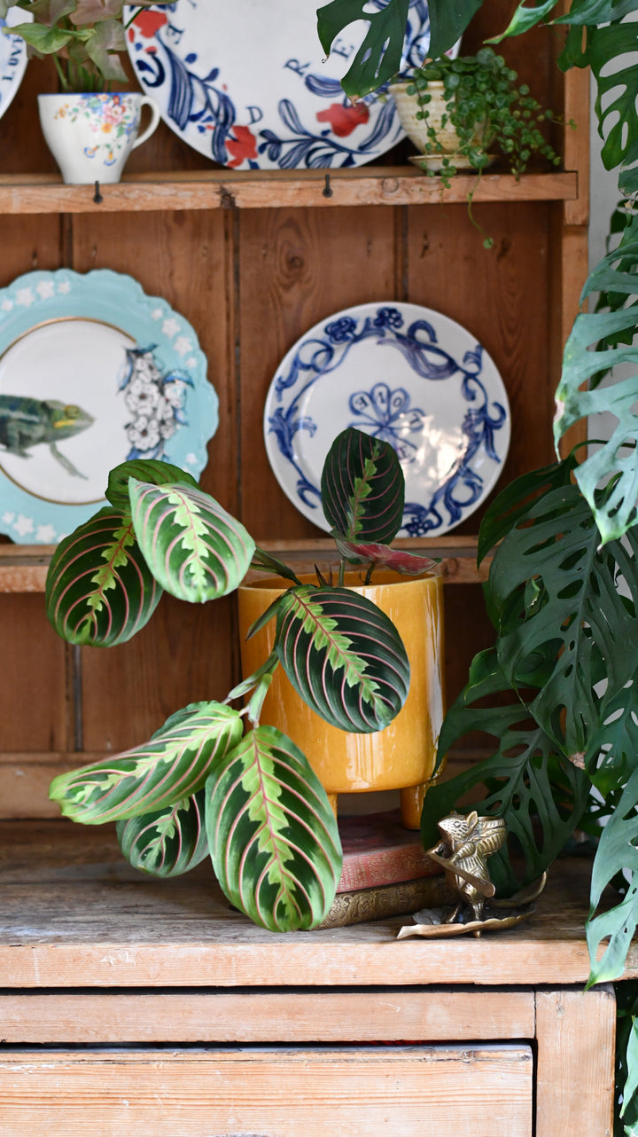 25-35cm maranta fascinator prayer plant 12cm pot house plant Maranta Fascinator