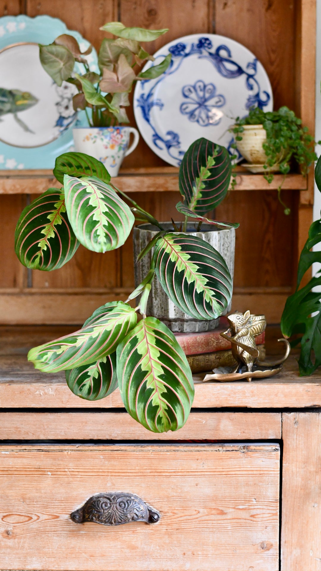Maranta Leuconeura Fascinator Tricolor – Gebedsplant – P12