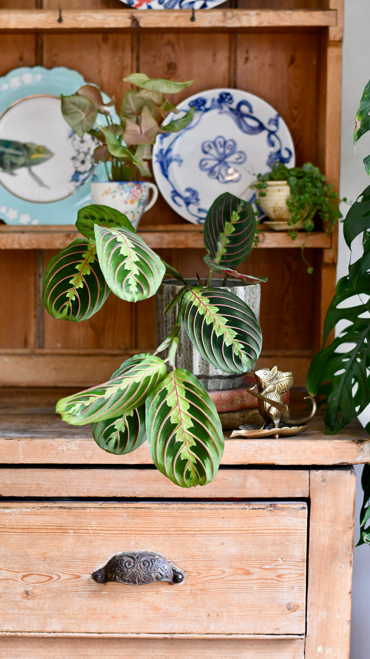 maranta neon prayer plant Maranta Fascinator