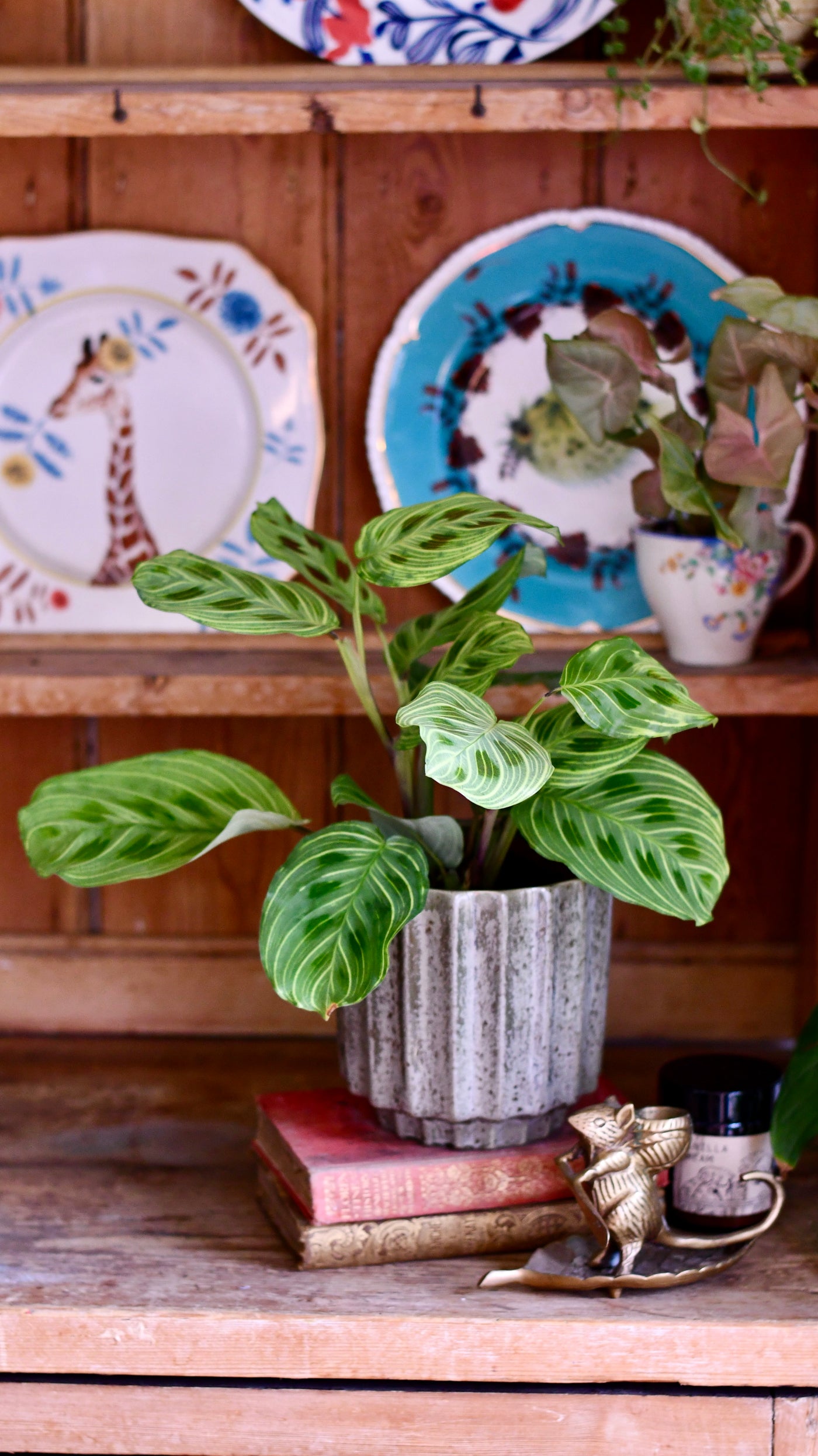 Maranta Fantasy | Light Veins| Rare Plant | Happy Houseplants