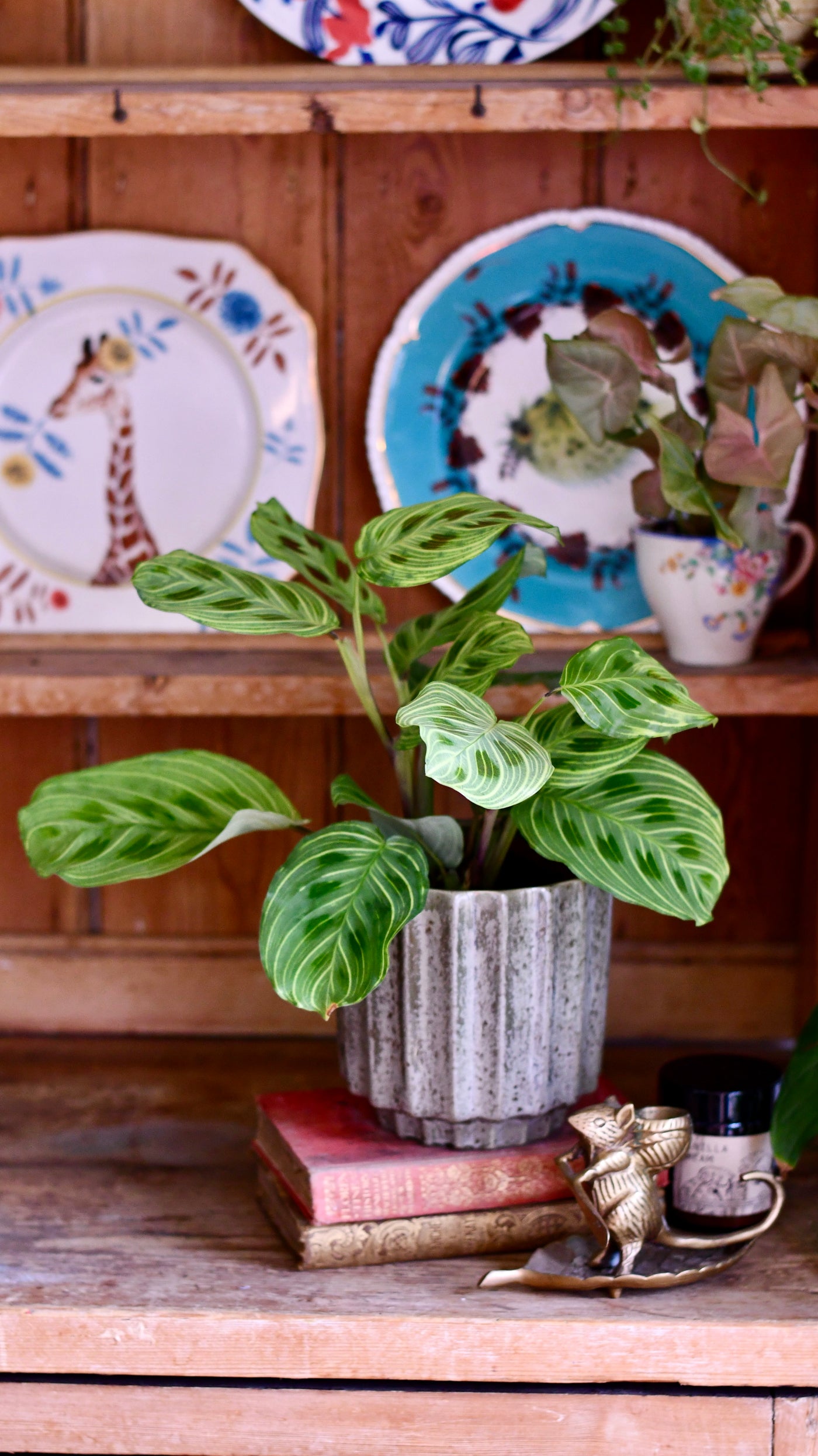 maranta prayer plant light Maranta Fantasy | Light Veins| Rare Plant