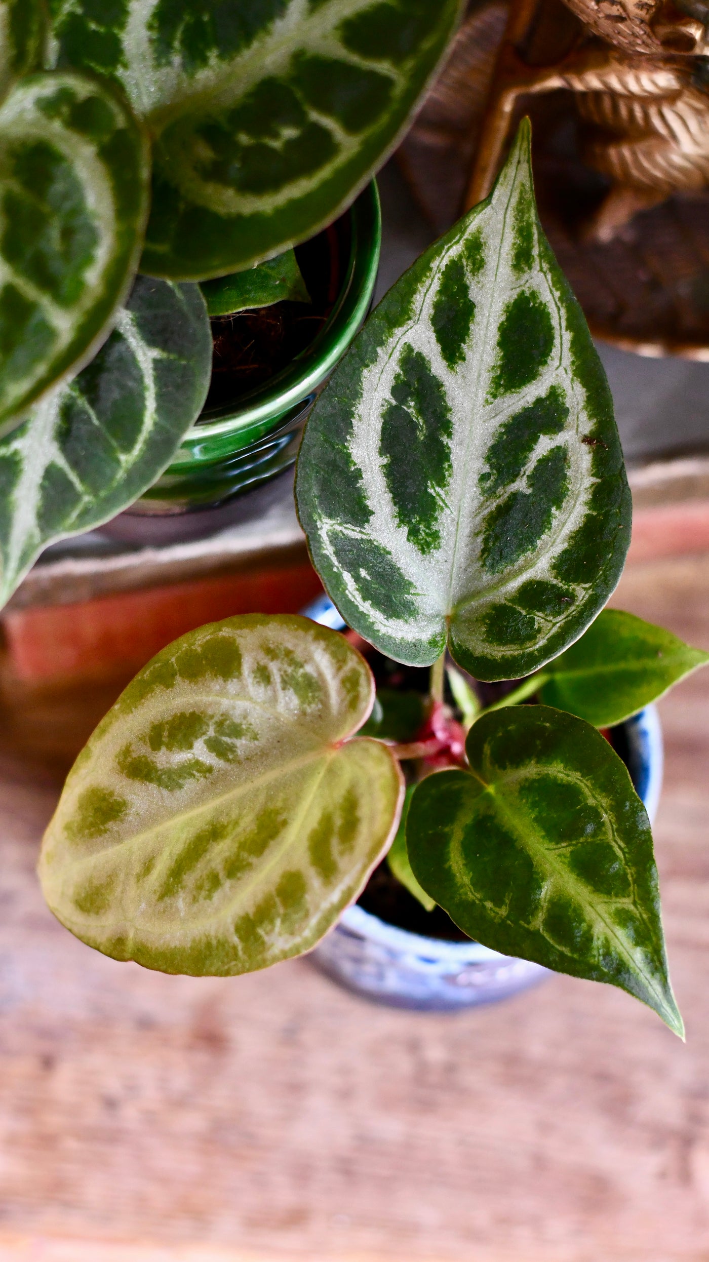 Baby Anthurium Silver Blush | Rare Plant | Happy Houseplants