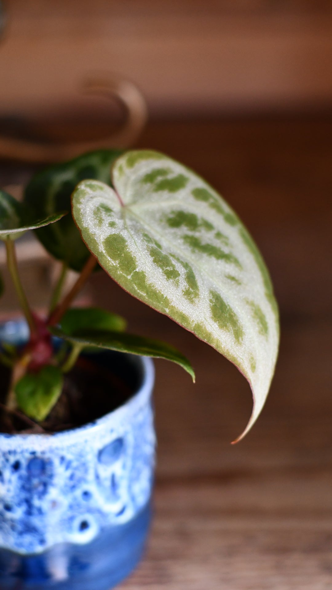 Baby Anthurium Silver Blush | Rare Plant