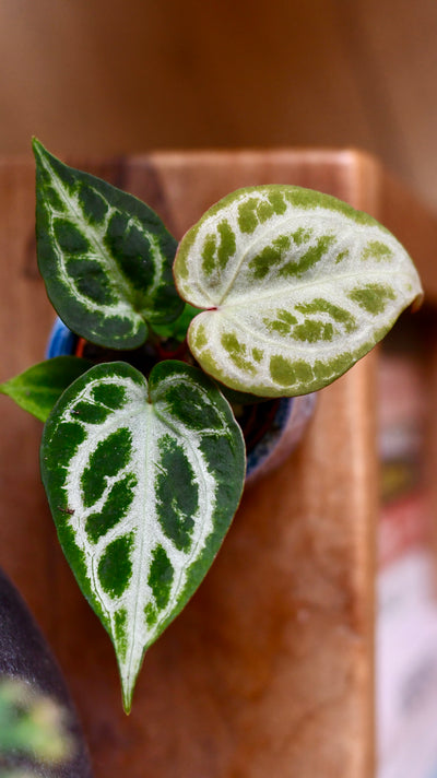 Baby Anthurium Silver Blush | Rare Plant | Happy Houseplants