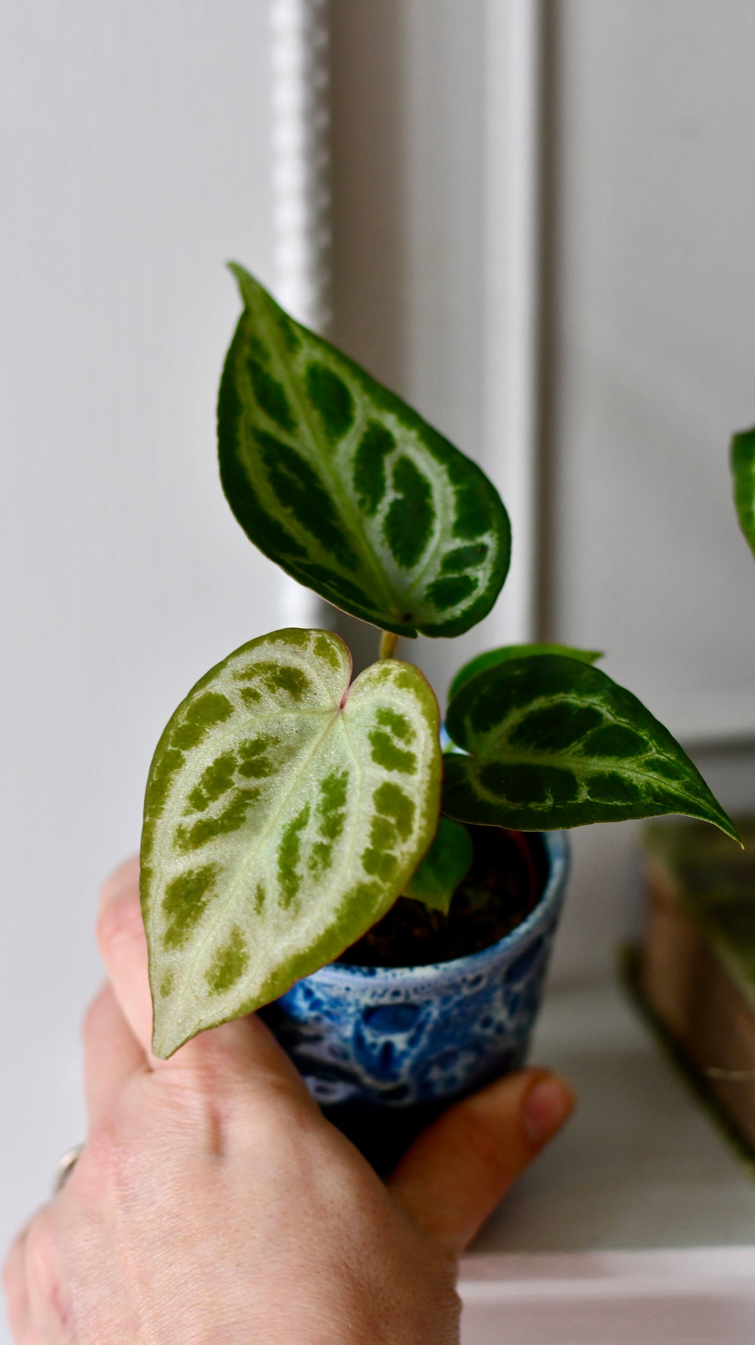 Baby Anthurium Silver Blush | Rare Plant