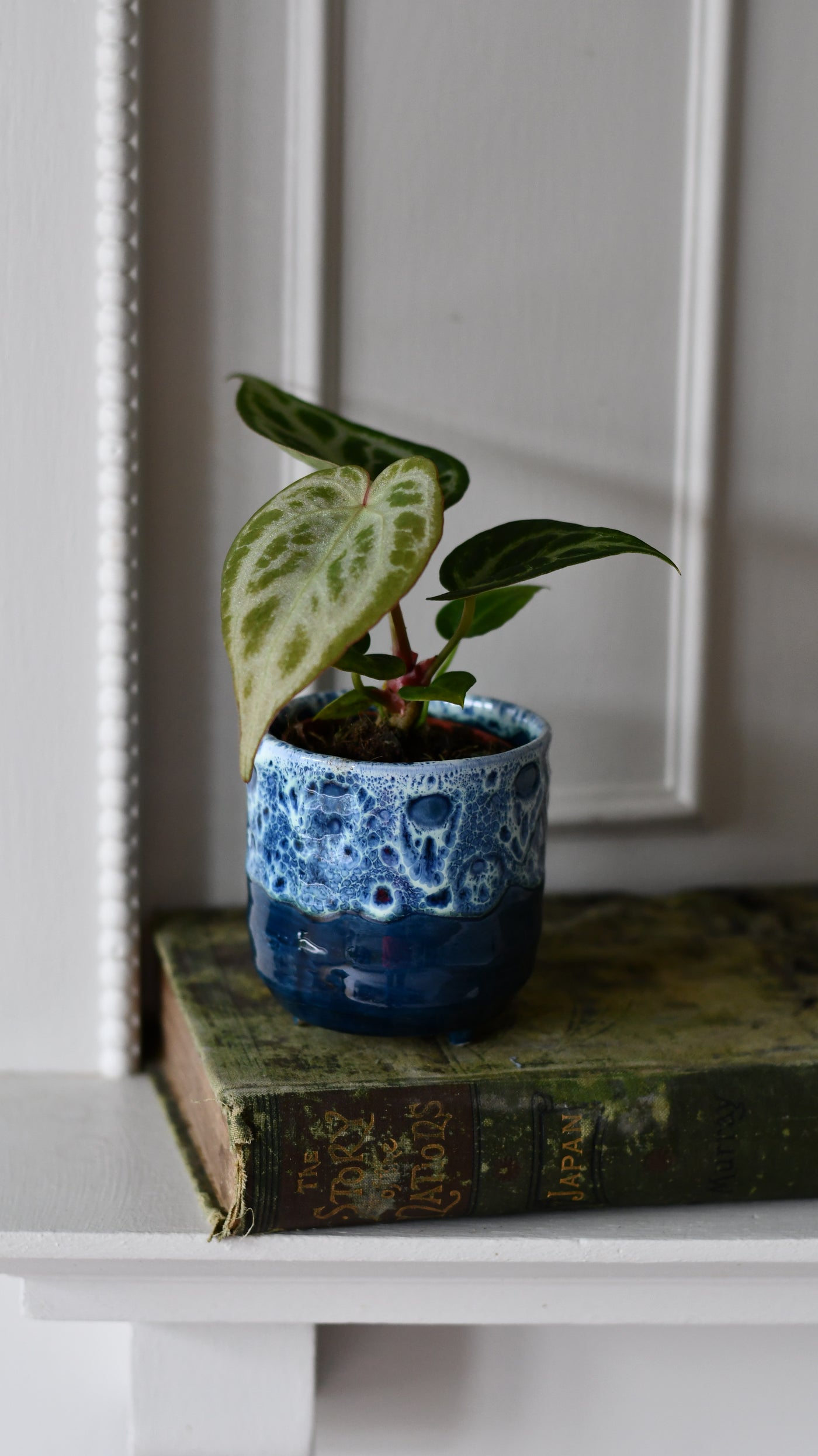 Baby Anthurium Silver Blush | Rare Plant | Happy Houseplants