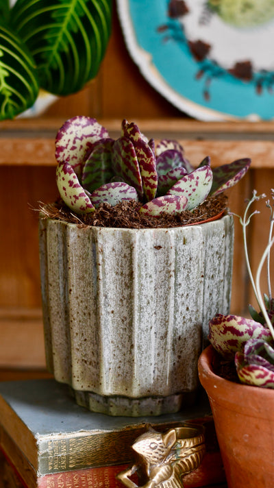 Small Kalanchoe Marmorata ‘Leopard' | Rare Plants | Happy Houseplants