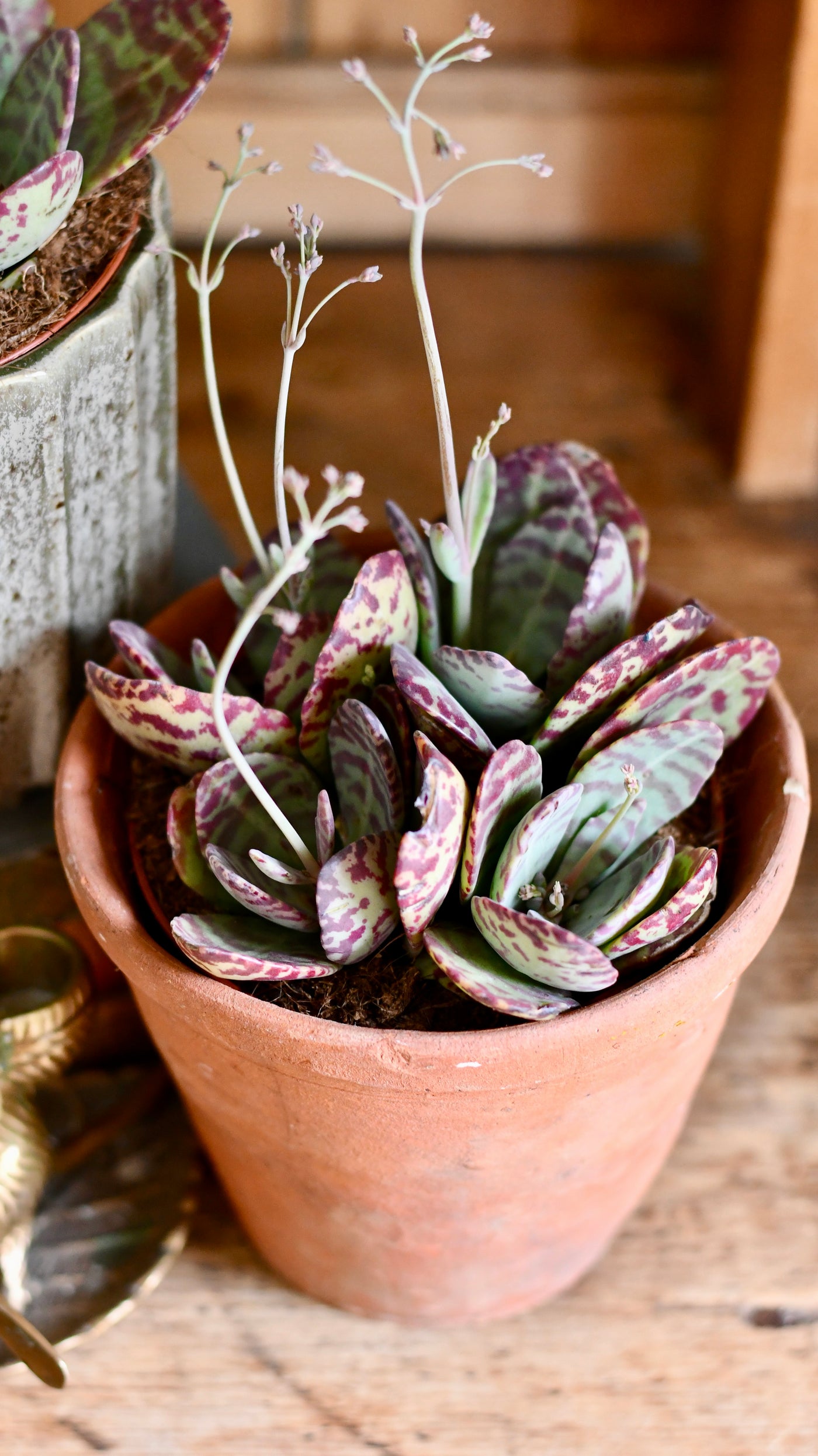 leopard plant succulent Kalanchoe Marmorata 'Leopard' | Rare Cactus