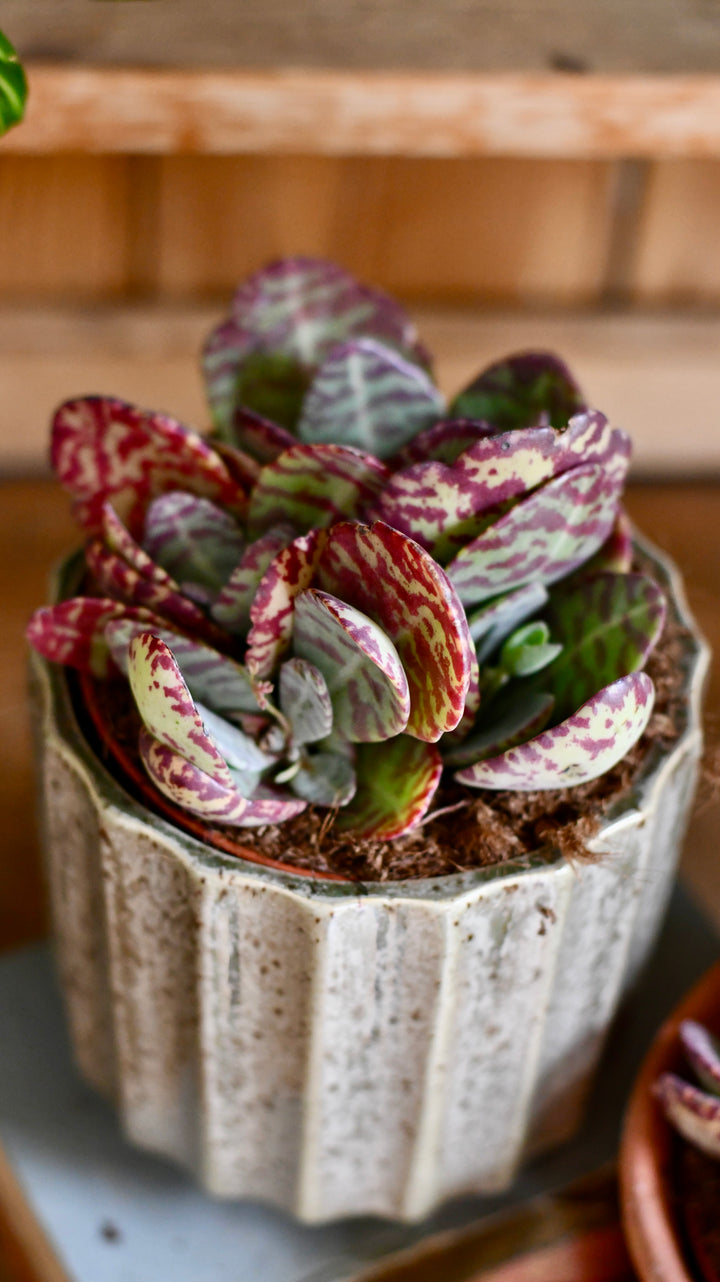 leopard succulent Kalanchoe Marmorata 'Leopard' | Rare Cactus