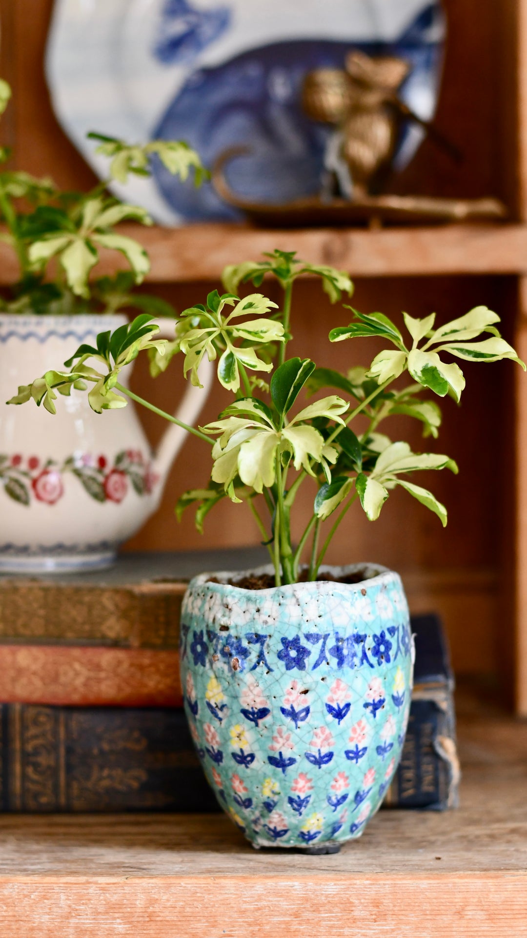 schefflera arboricola janine Schefflera Janine | Schefflera Tree | Variegated Schefflera