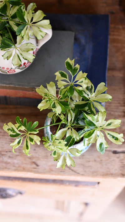 Schefflera Janine | Schefflera Tree | Variegated Schefflera | Happy Houseplants