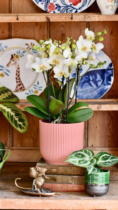 White Phalaenopsis Orchids  or Moth Orchid, 3 stem,  20+ flowers