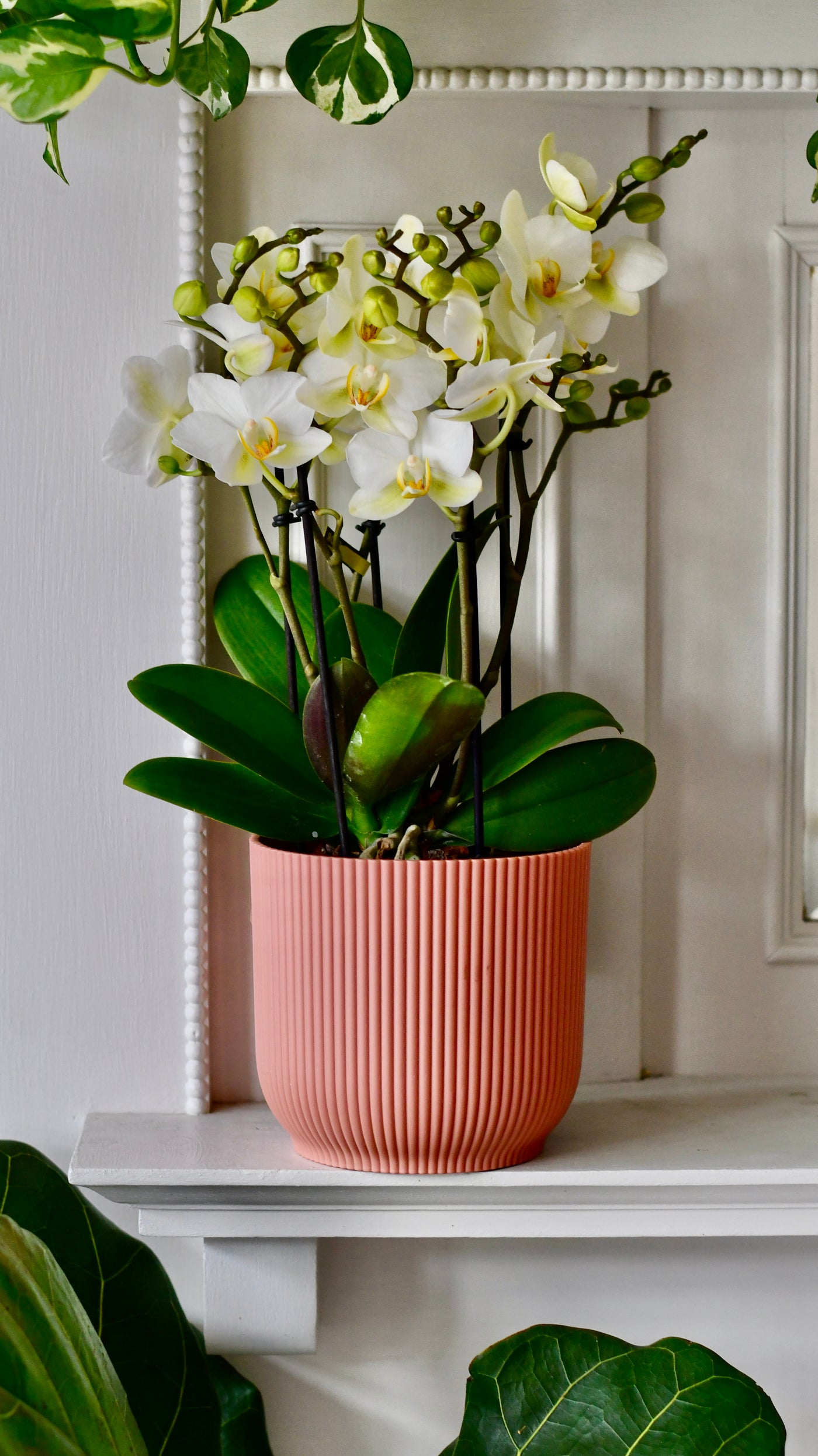 White Phalaenopsis Orchids  or Moth Orchid, 3 stem,  20+ flowers