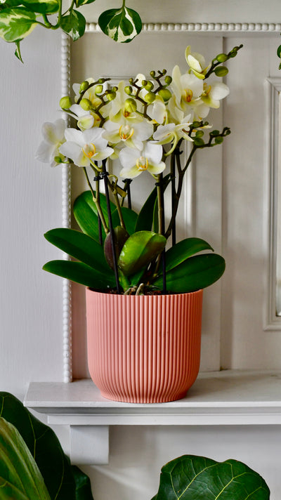 White Phalaenopsis Orchids  or Moth Orchid, 3 stem,  20+ flowers