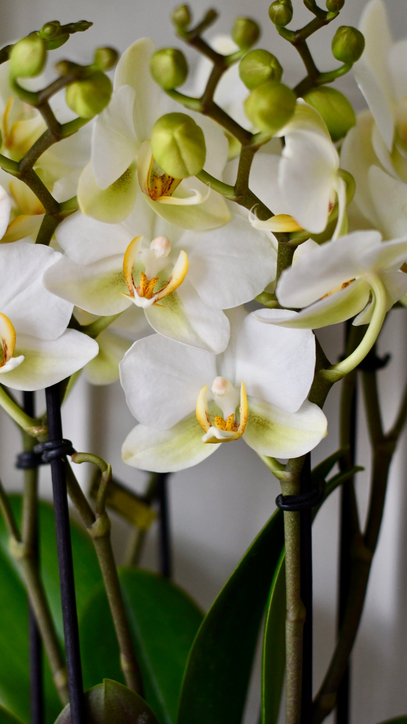 White Phalaenopsis Orchids  or Moth Orchid, 3 stem,  20+ flowers