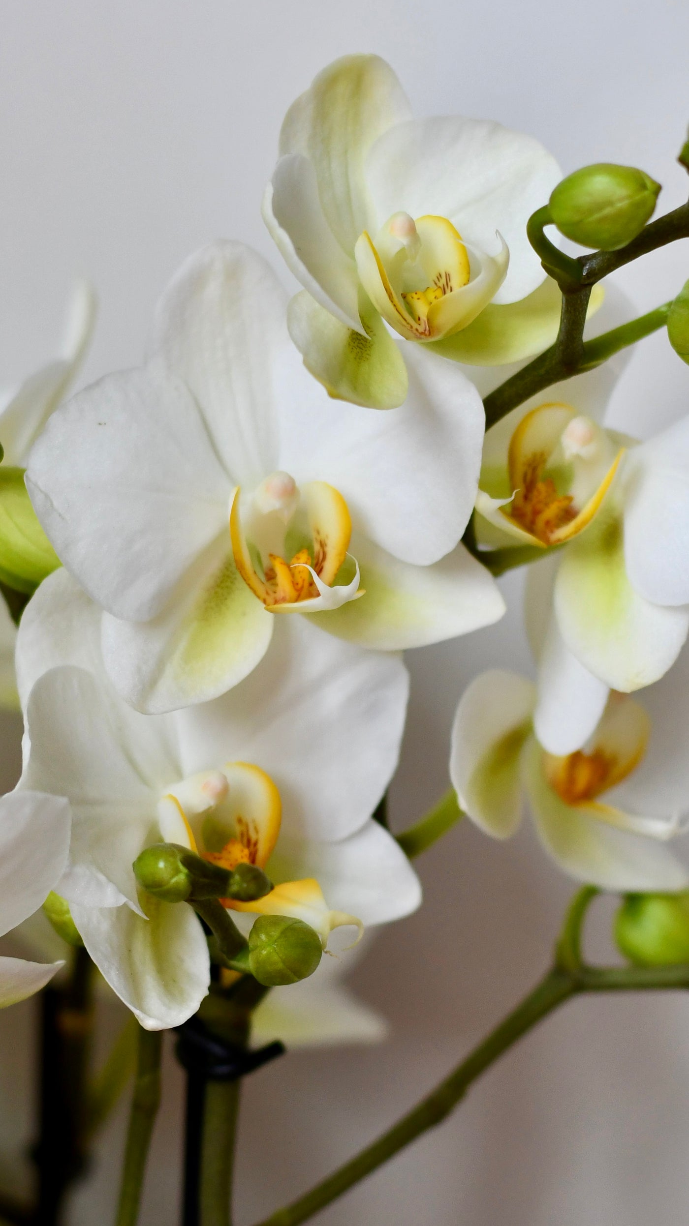 White Phalaenopsis Orchids  or Moth Orchid, 3 stem,  20+ flowers
