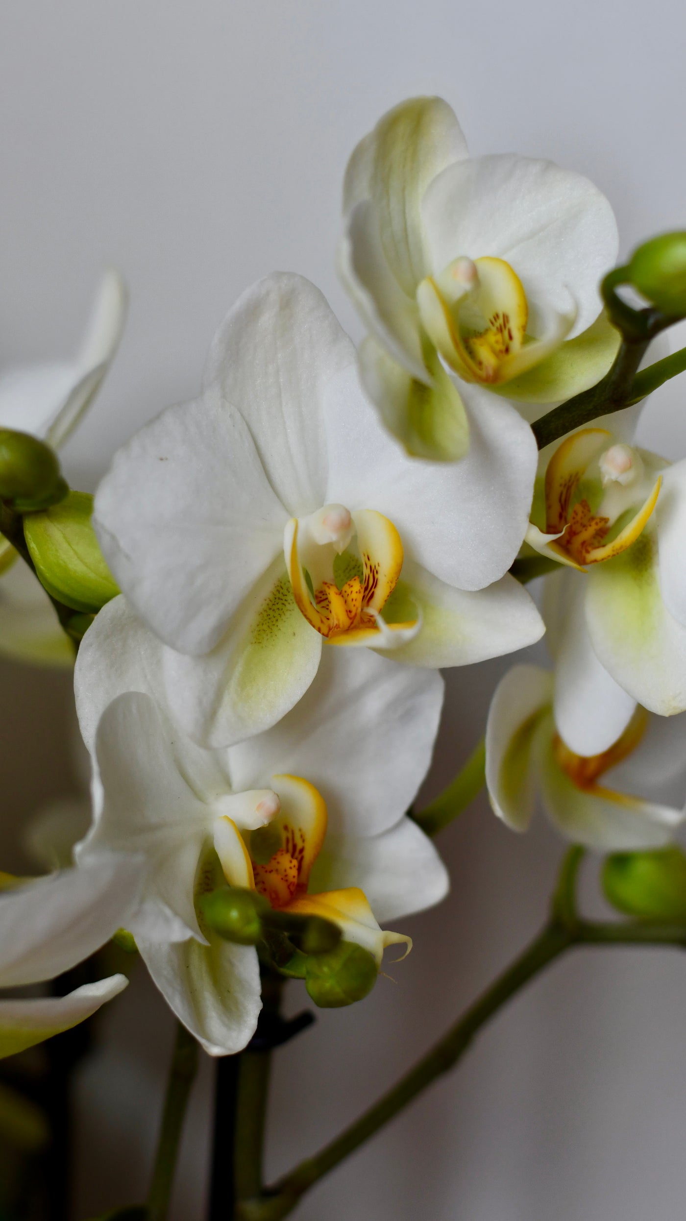 White Phalaenopsis Orchids  or Moth Orchid, 3 stem,  20+ flowers