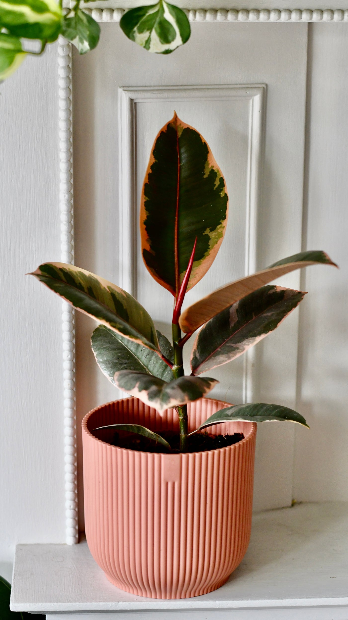 Ficus Elastica 'Belize' - Variegated Rubber Plant