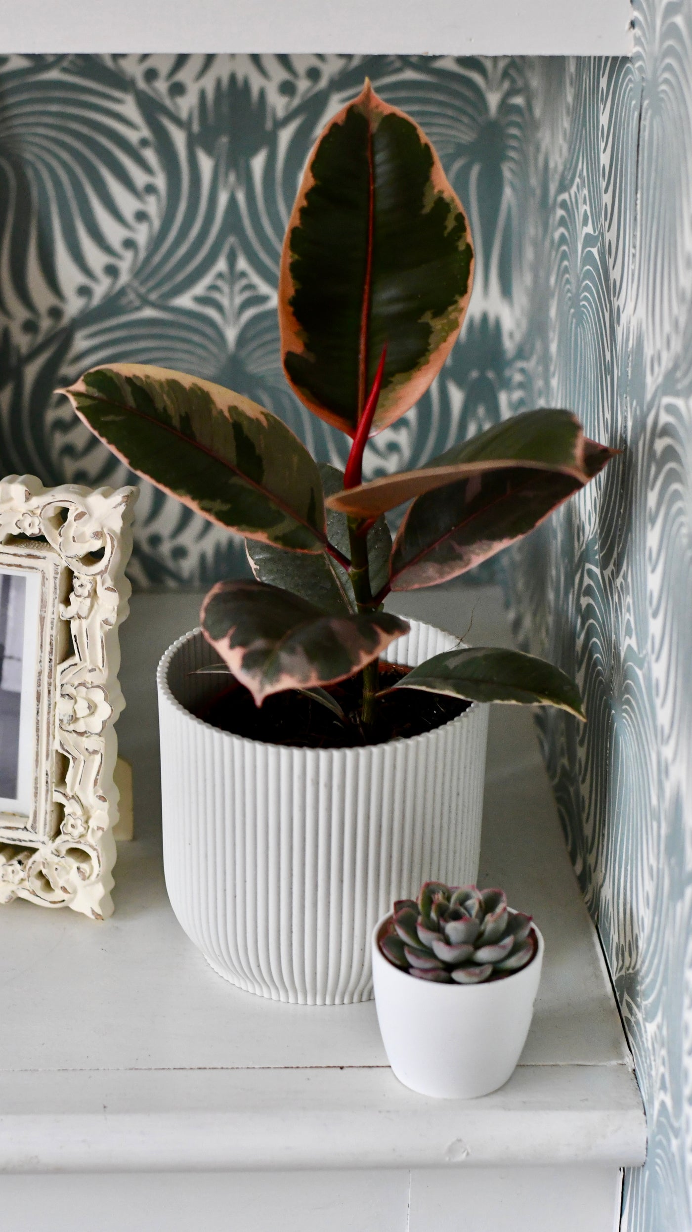 Ficus Elastica 'Belize' - Variegated Rubber Plant