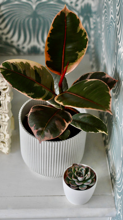 Ficus Elastica 'Belize' & Pot