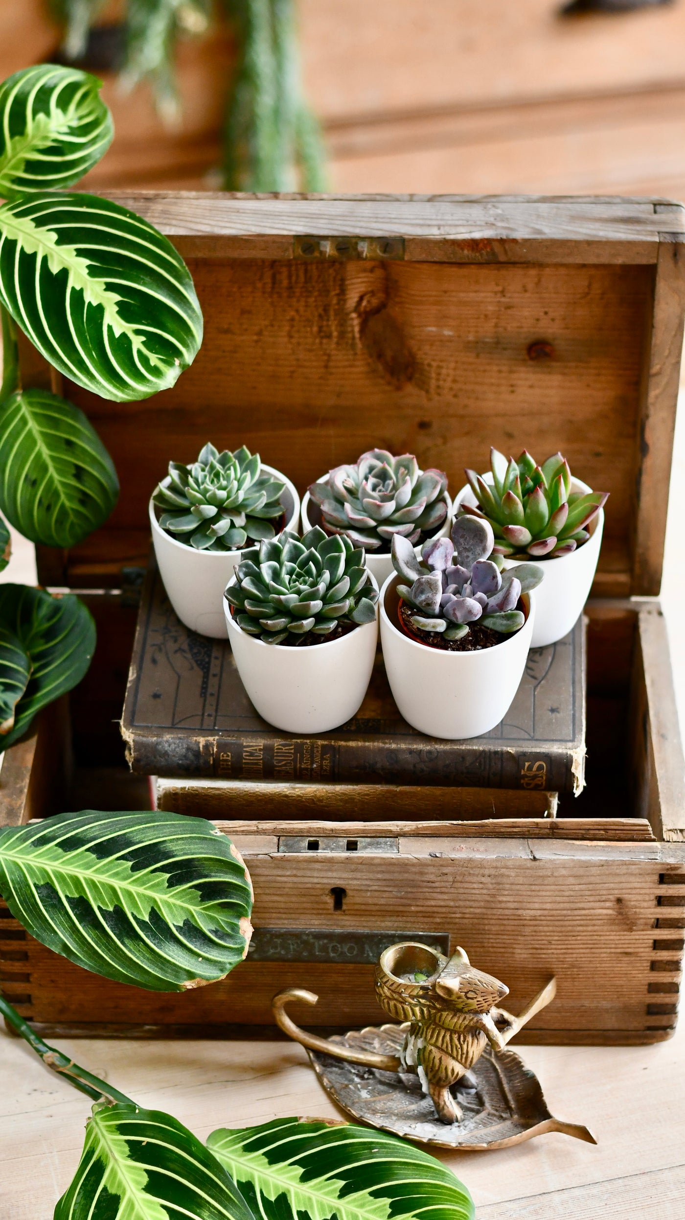 succulents uk indoor Echeveria Gifting Get | Unusual Gifting