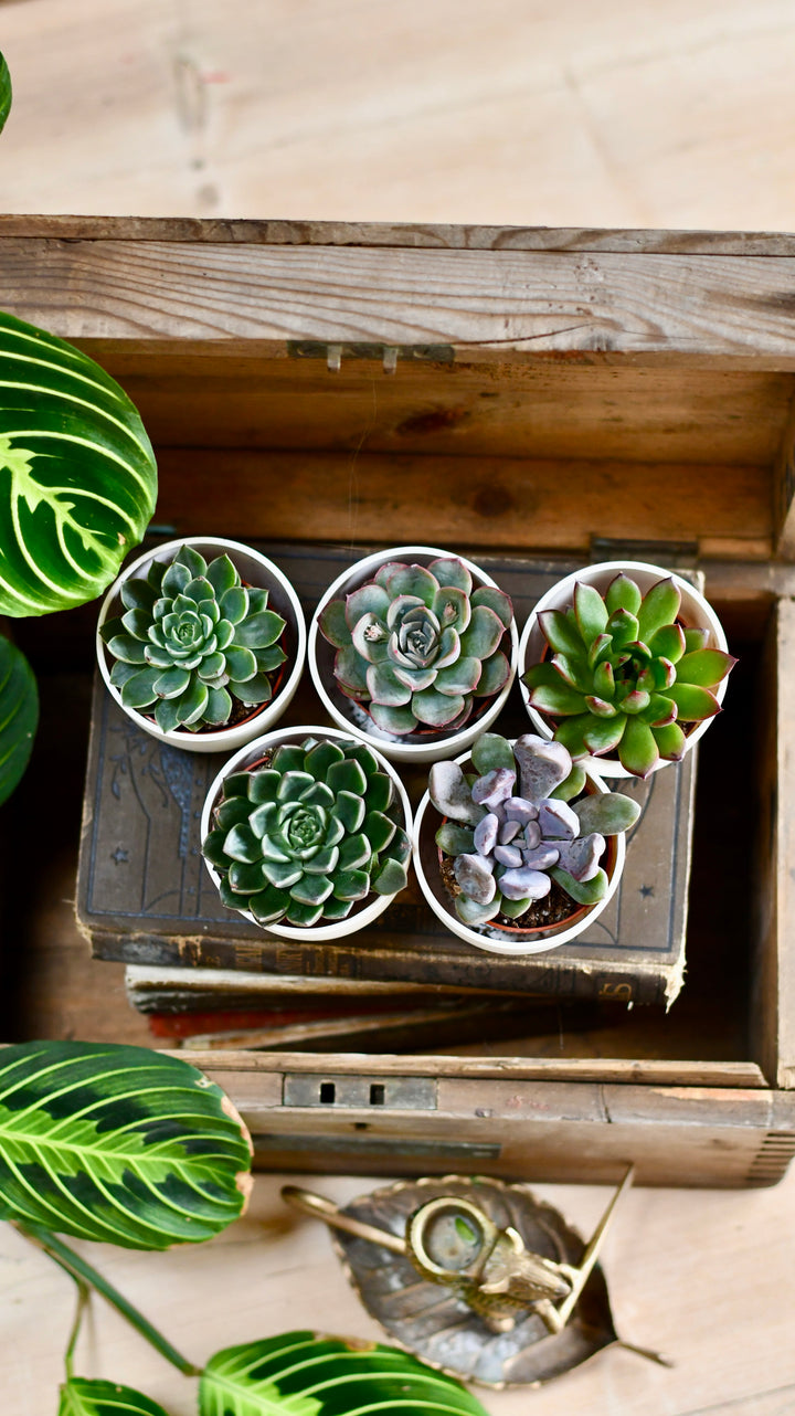 reroot succulent Echeveria Gifting Get | Unusual Gifting
