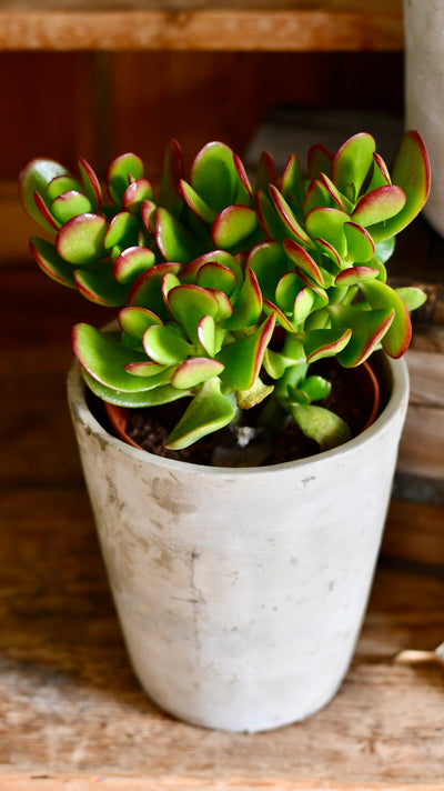 Small Crassula Ovata Sunset | Variegated Jade Plant