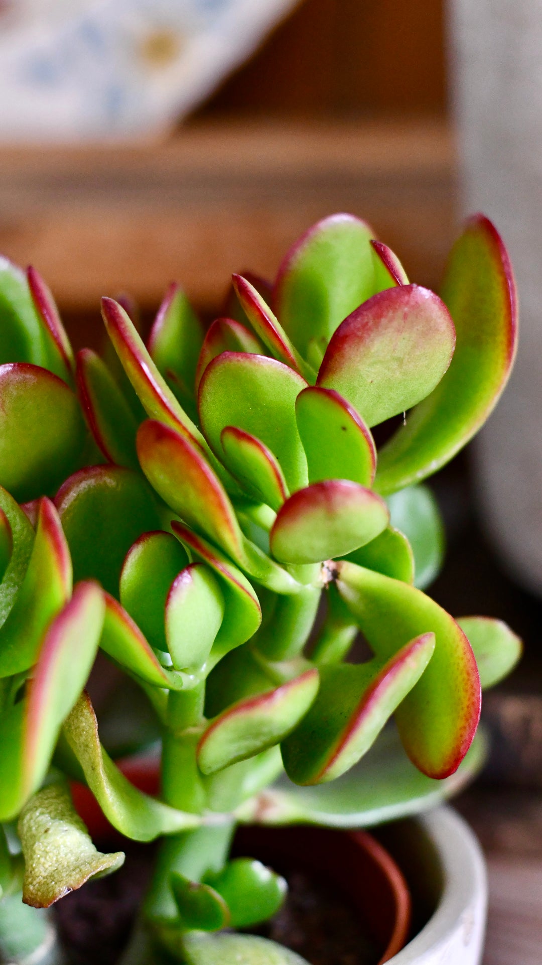 Small Crassula Ovata Sunset