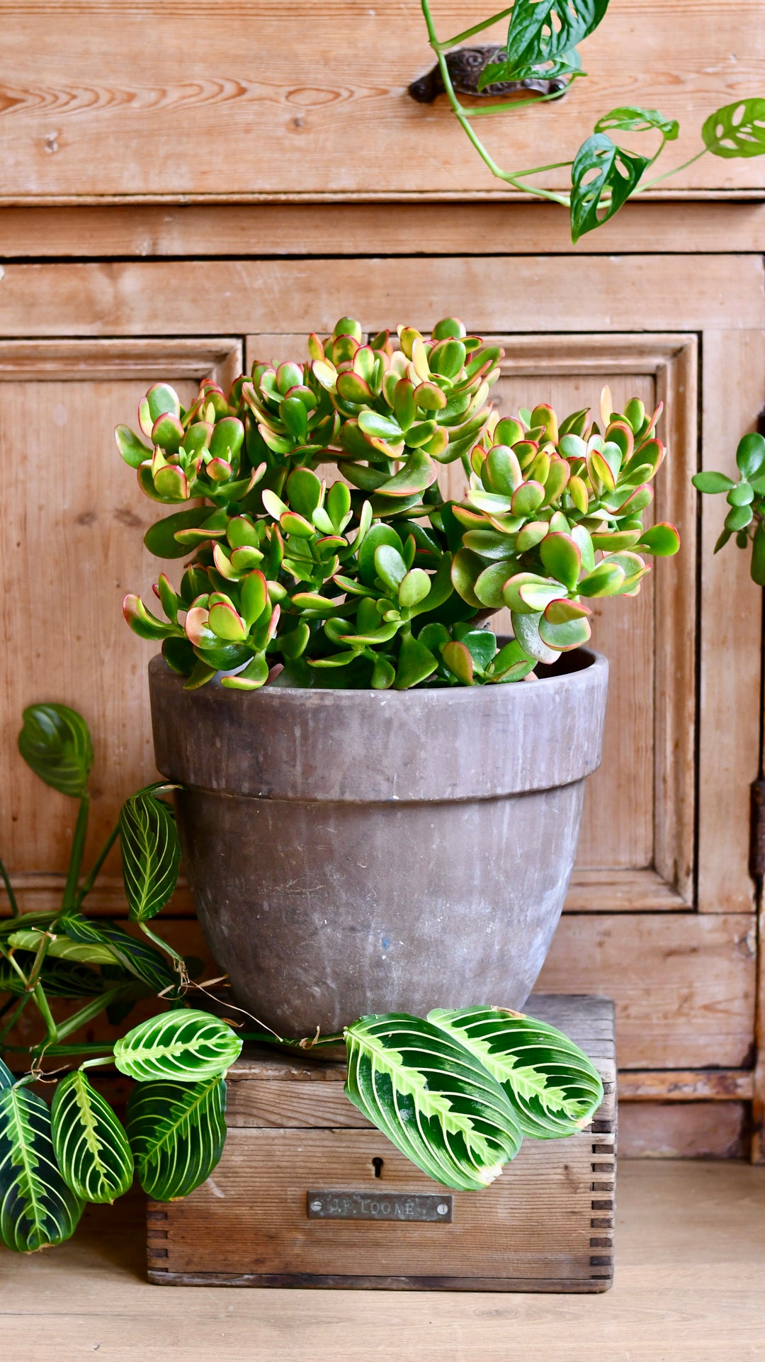Large Crassula Ovata Sunset