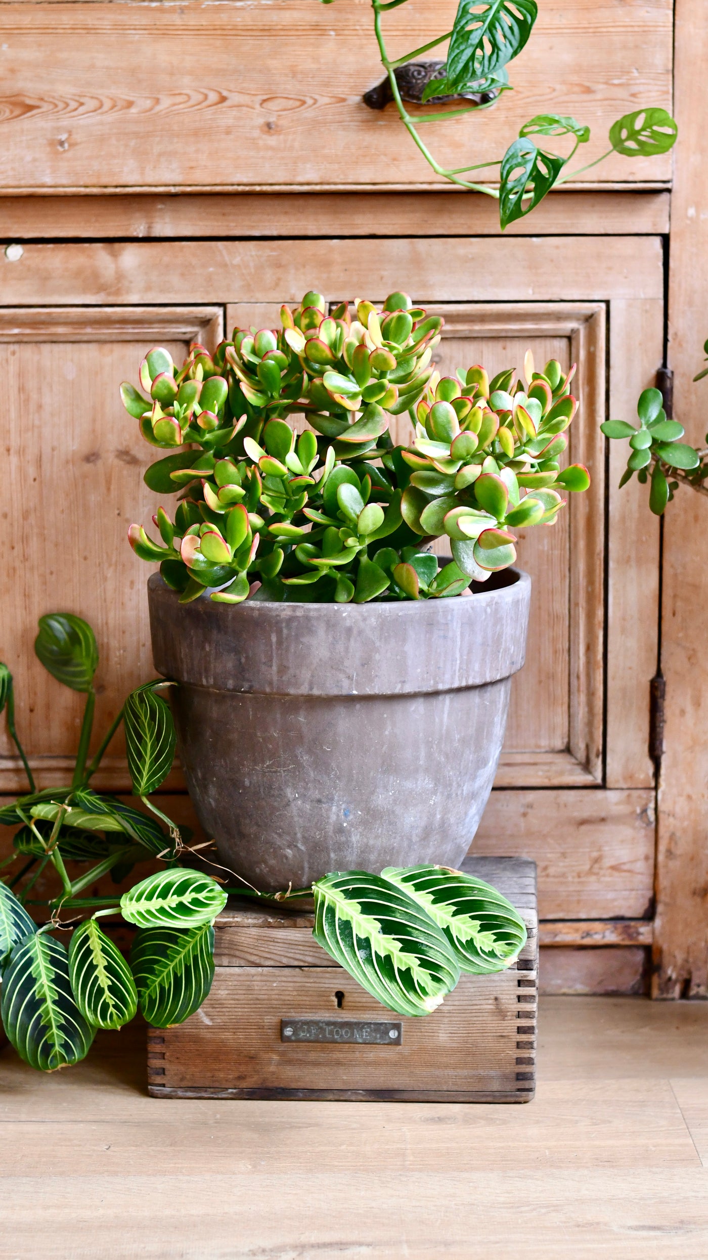 Large Crassula Ovata Sunset | Variegated Jade Plant