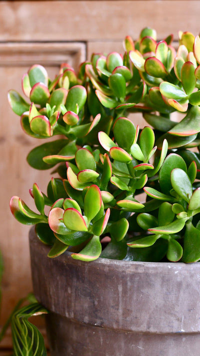 Large Crassula Ovata Sunset | Variegated Jade Plant