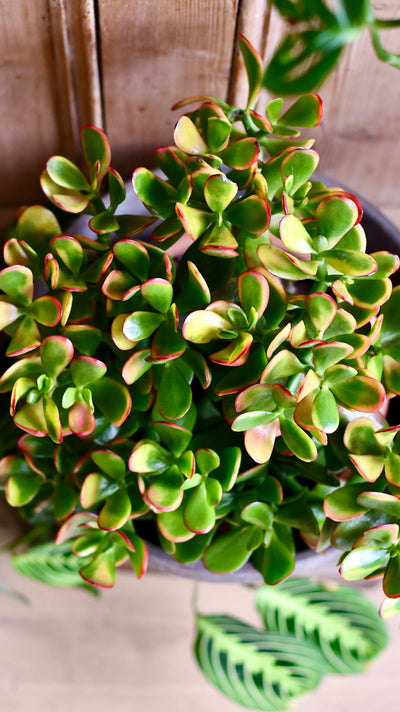 Large Crassula Ovata Sunset | Variegated Jade Plant