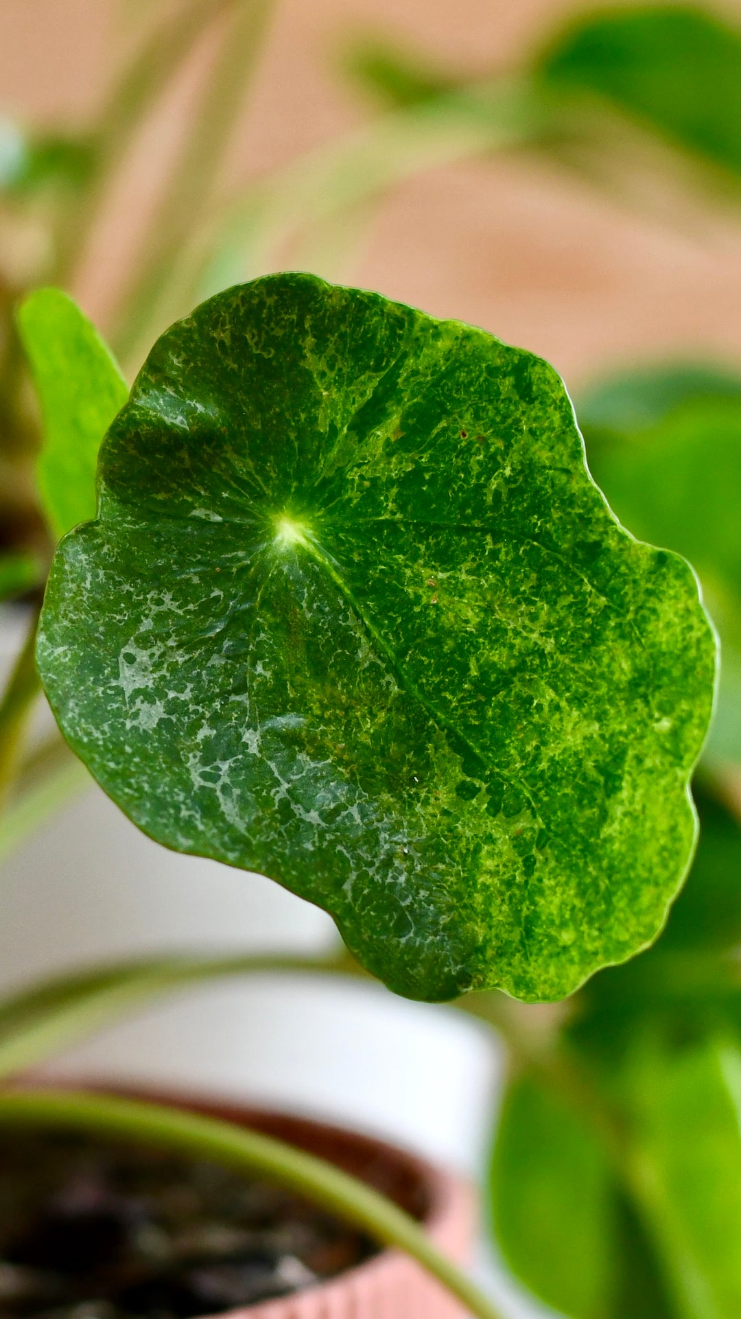 chinese money plant sugar Pilea peperomioides 'Sugar' – Happy Houseplants