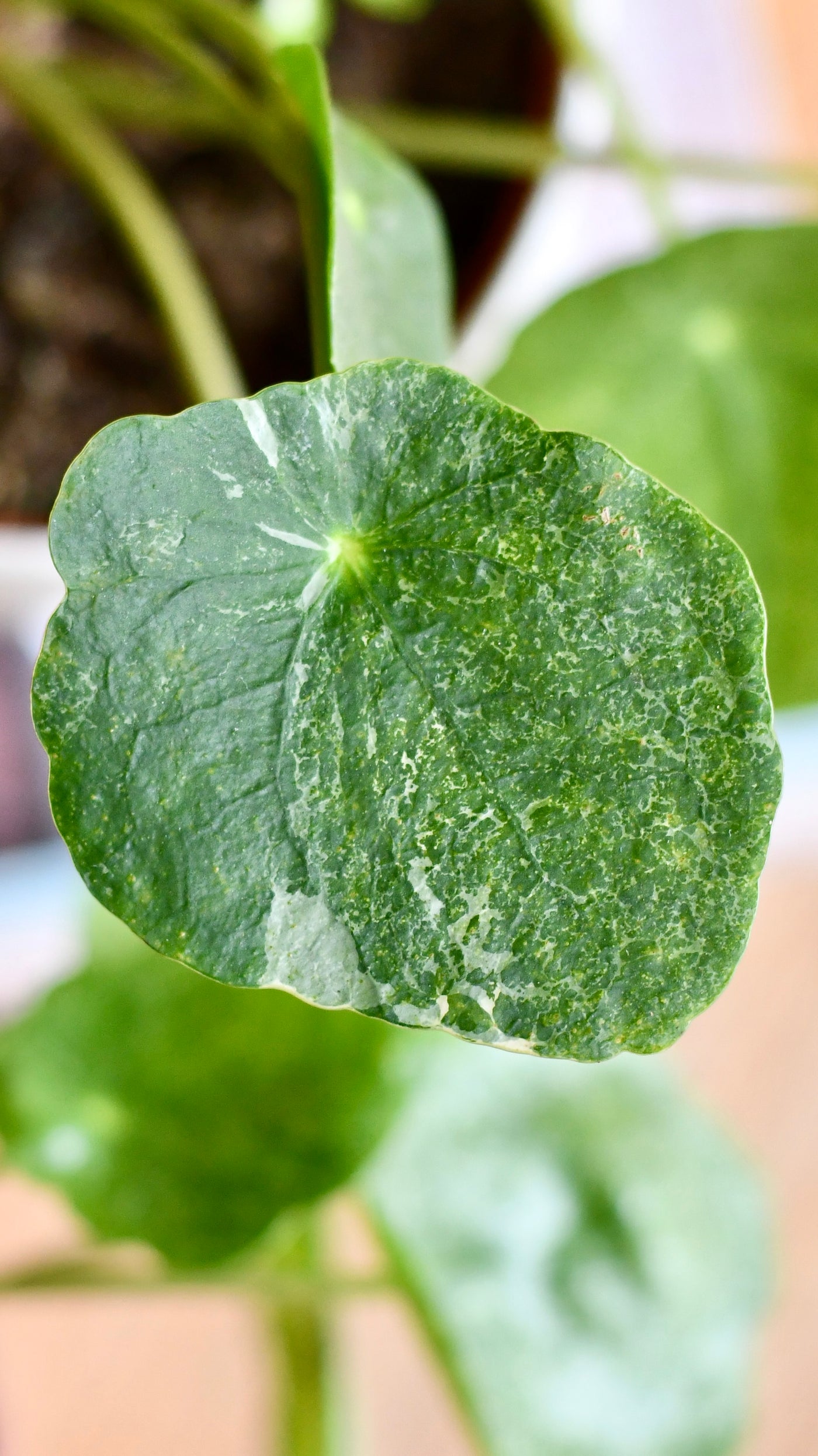 Pilea peperomioides 'Sugar'