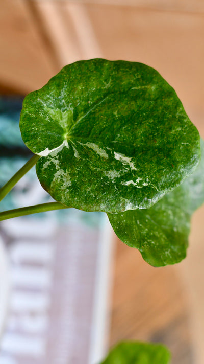 Pilea peperomioides 'Sugar'