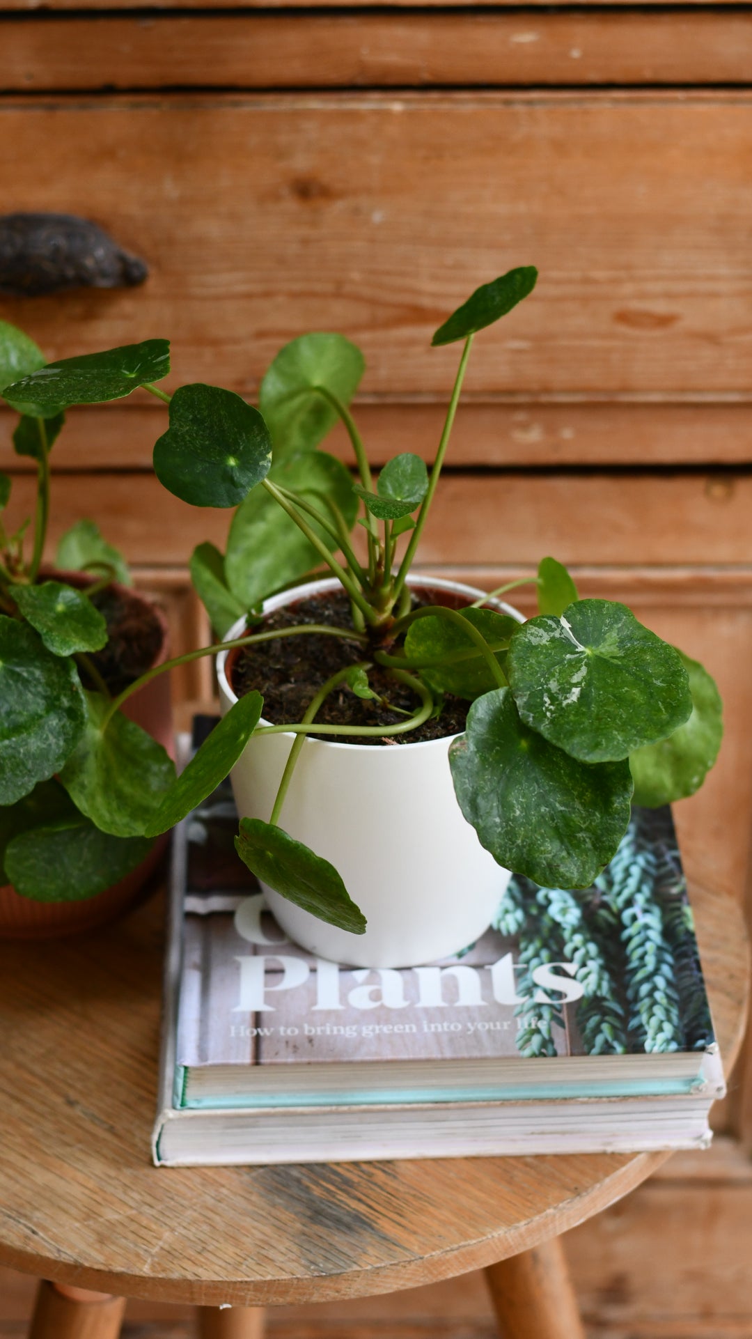 Pilea Baby Pilea Peperomioides Money Plant In The Pot Isolated Wooden Background Gm956533564 261172910