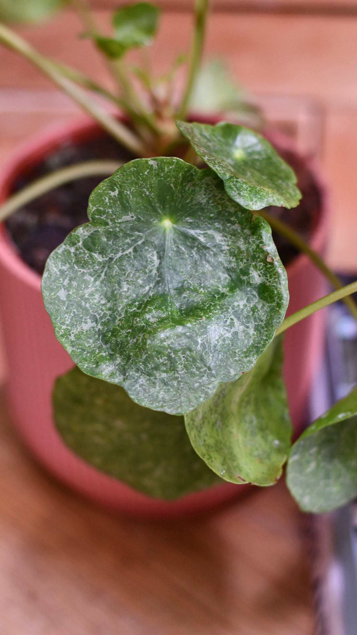 Pilea peperomioides 'sugar' : plants Pilea peperomioides 'sugar' : plants