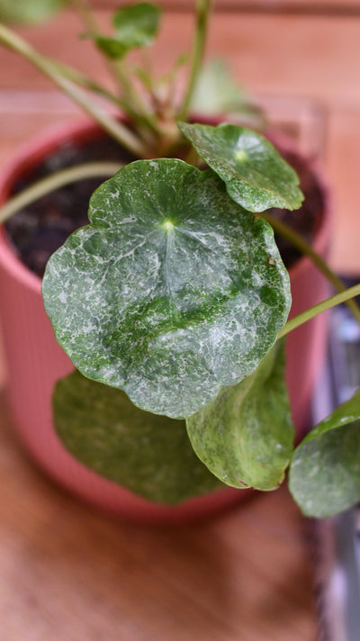 Pilea peperomioides 'Sugar'