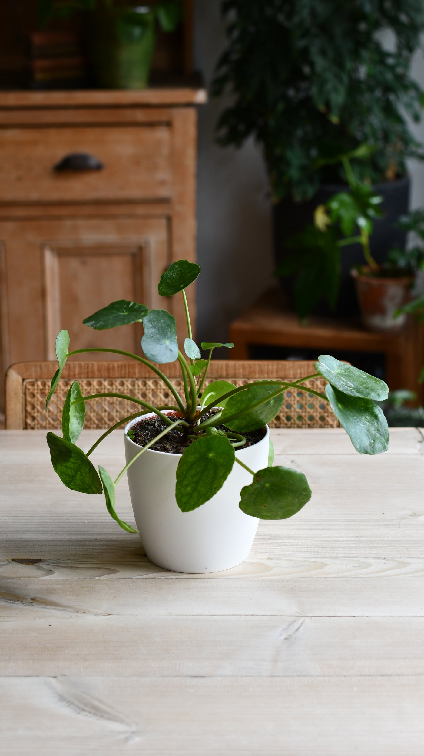 Pilea peperomioides 'Sugar'