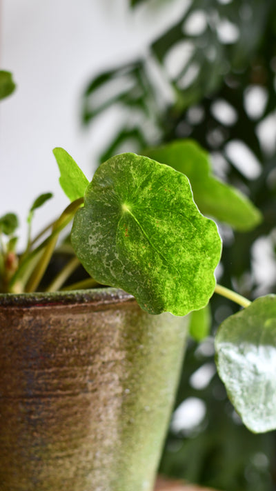 Pilea peperomioides 'Sugar'