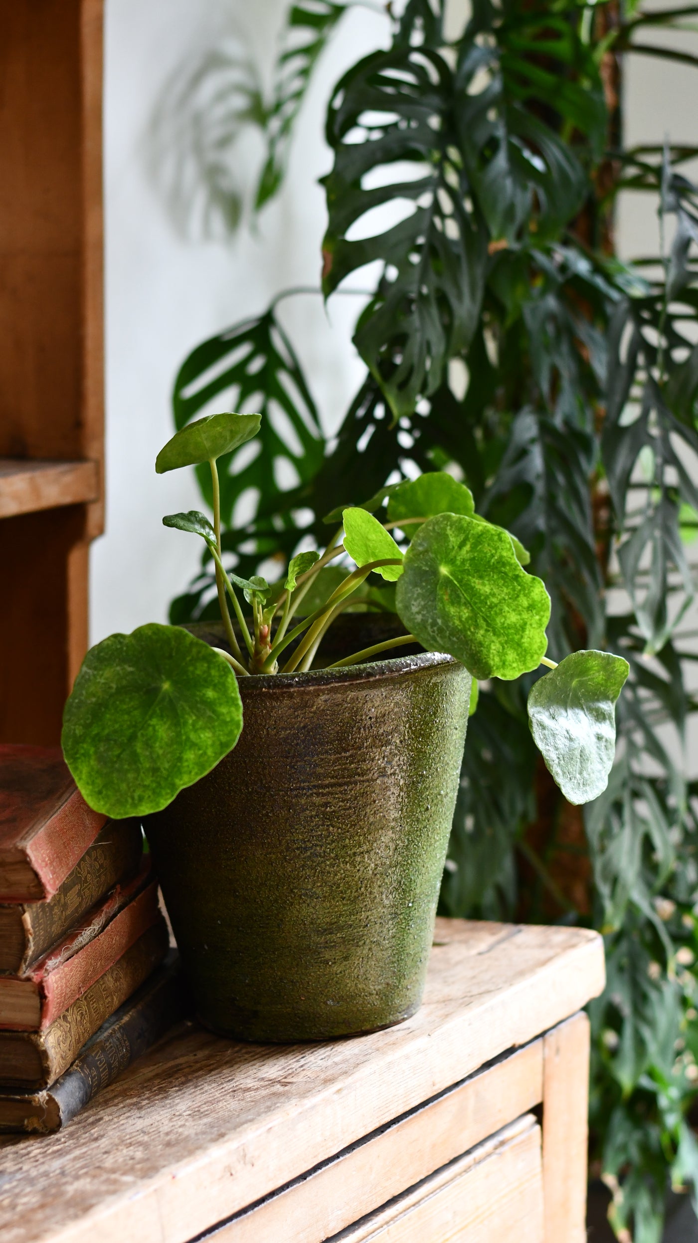 Pilea peperomioides 'Sugar'