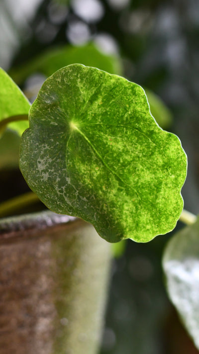 Pilea peperomioides 'Sugar'