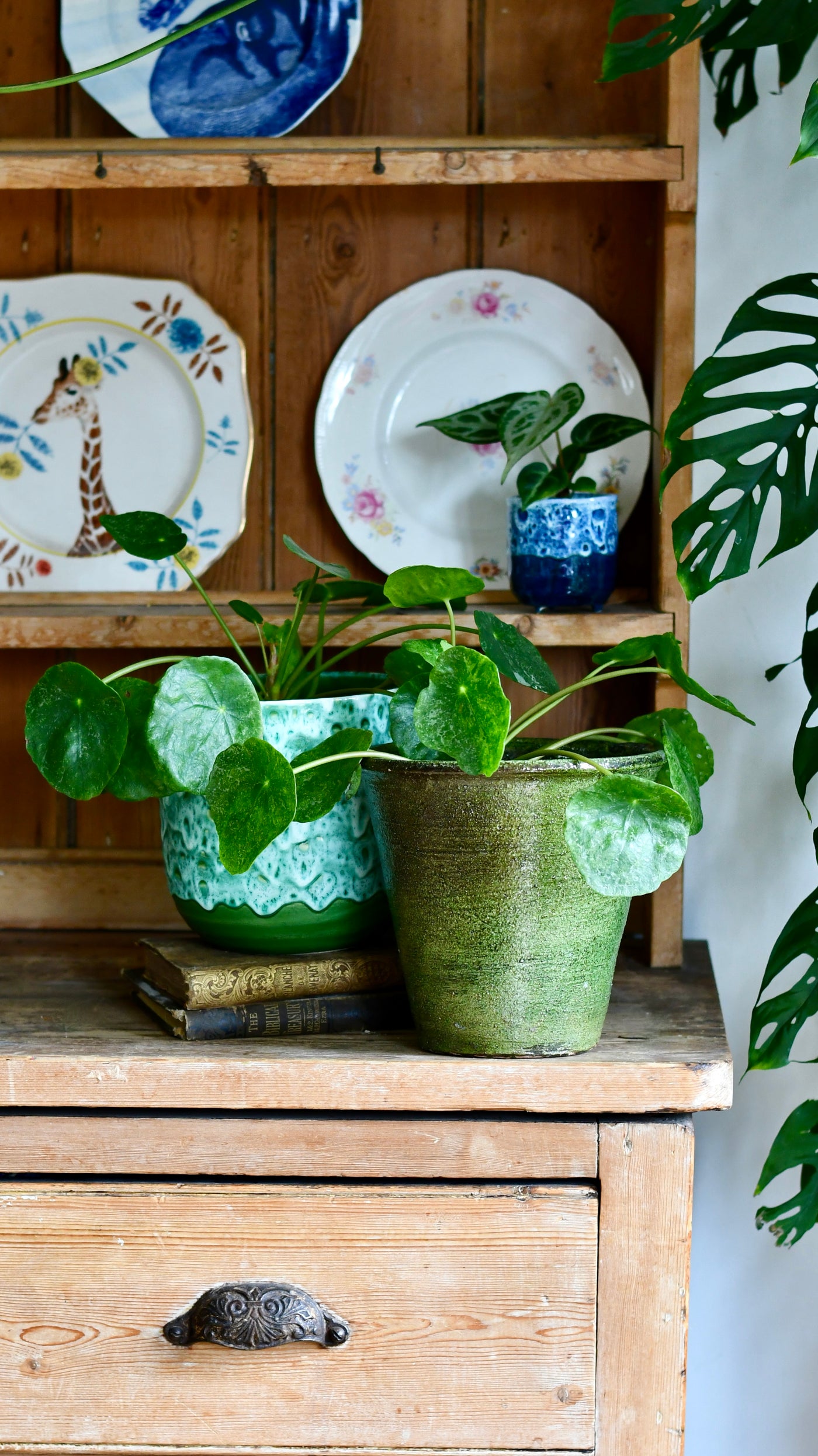 Pilea peperomioides 'Sugar'