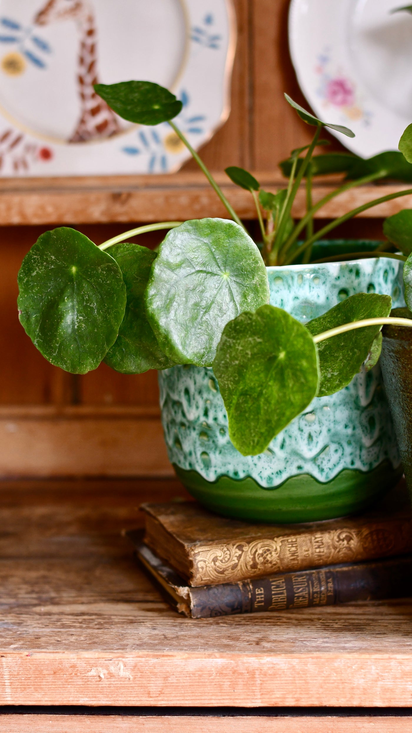 Pilea peperomioides 'Sugar'