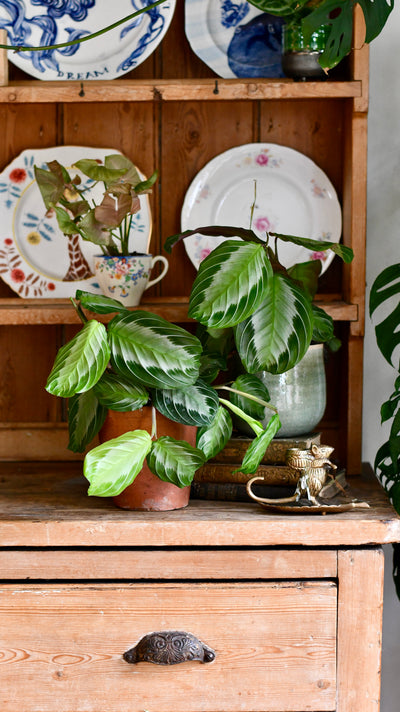 Maranta Leuconeura Silver Band