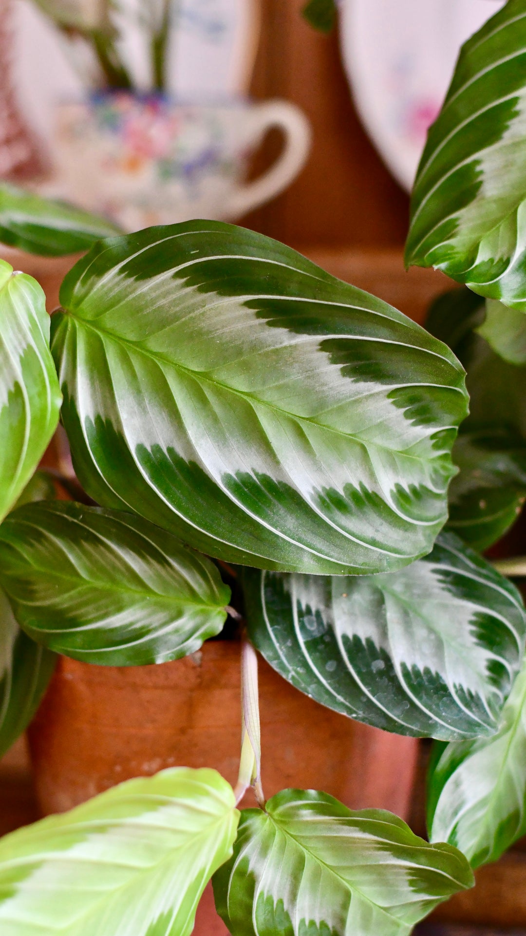 calathea silver band Maranta Leuconeura Silver Band | Rare houseplant