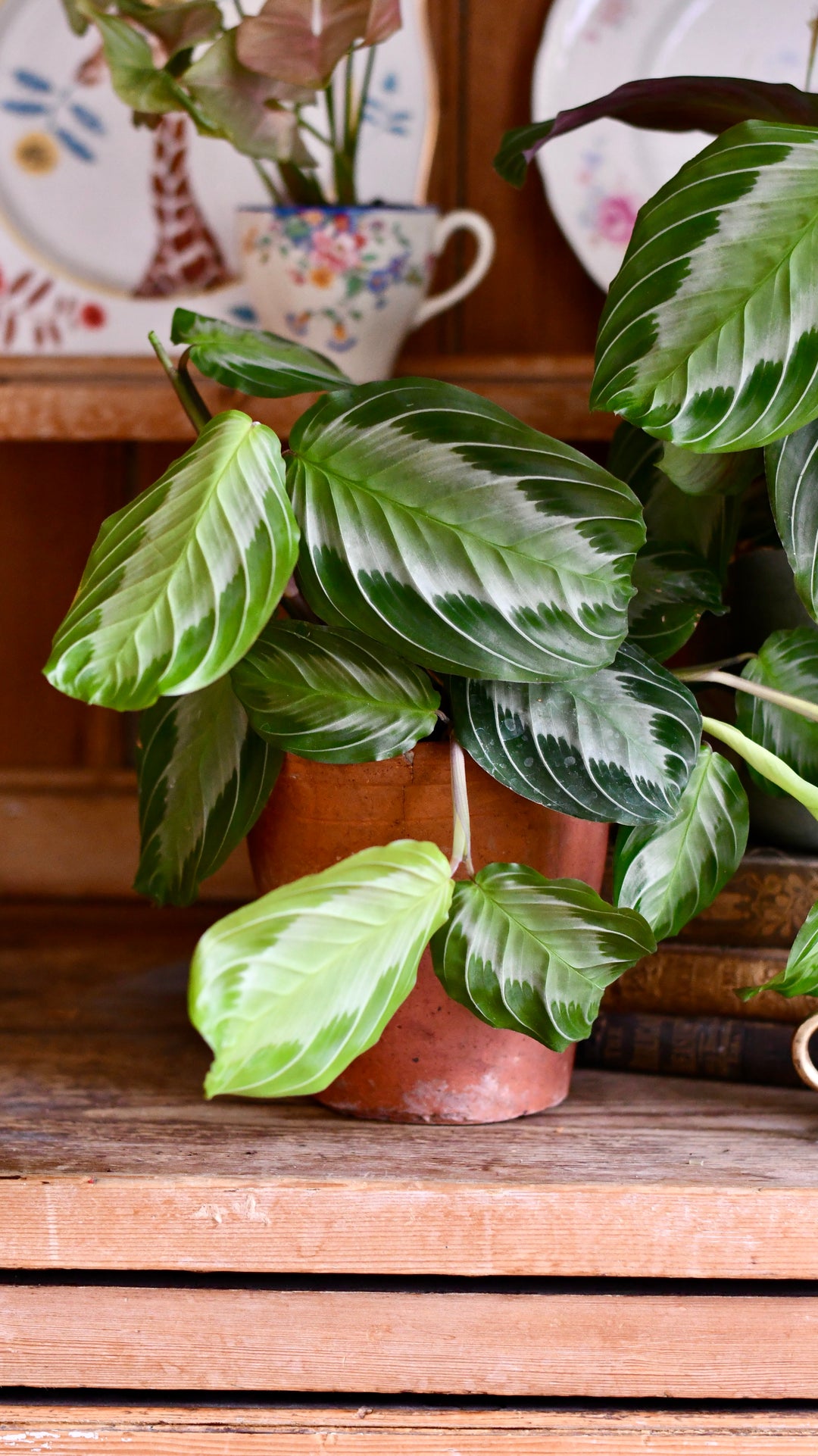prayer plant silver band Maranta Leuconeura Silver Band | Rare houseplant